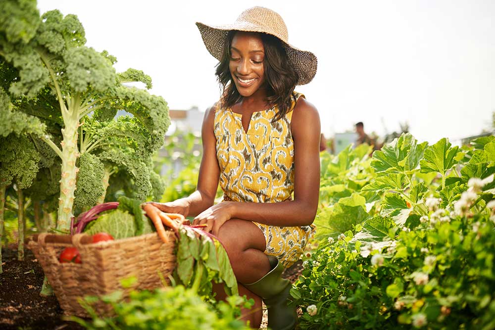 African American woman harvesting vegetables in a garden on a sunny day