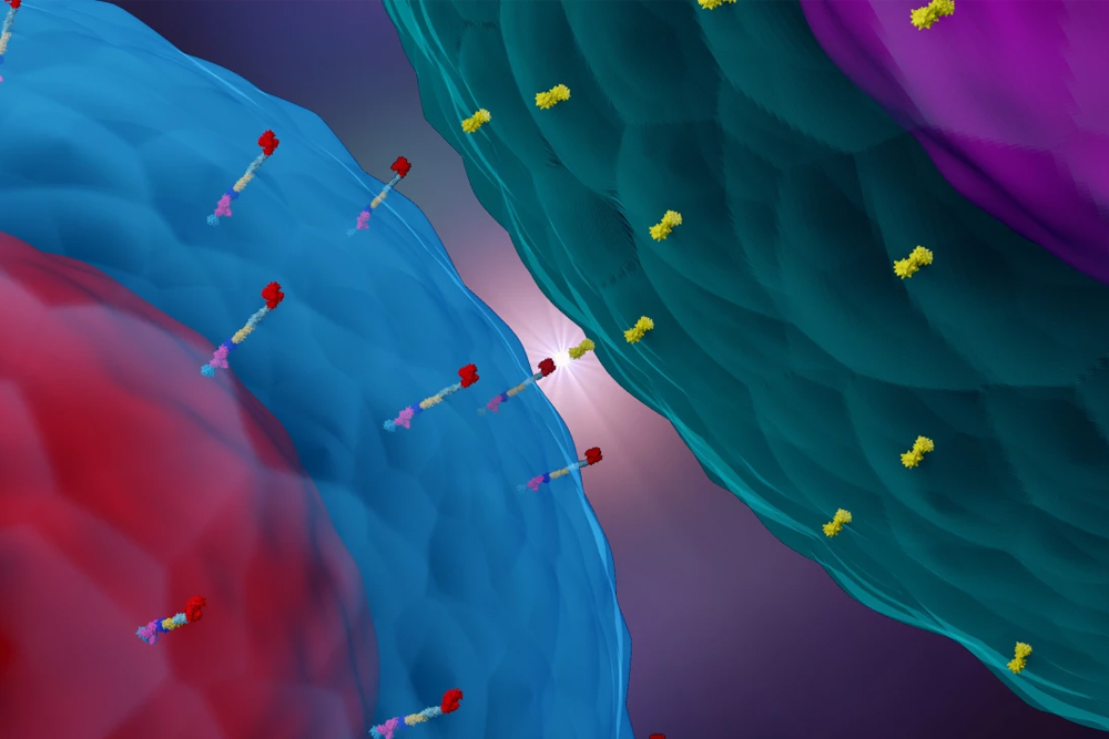 Image of SIR-T immunotherapy cells