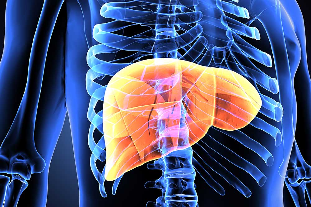 A 3D illustration a human body liver.